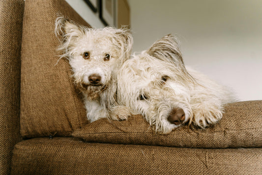 5 Surprising Areas in Your Home That Are Covered in Pet Fur (and How to Clean Them)