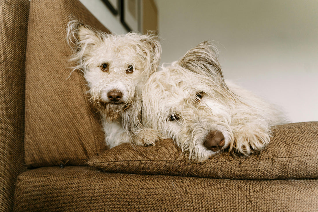 5 Surprising Areas in Your Home That Are Covered in Pet Fur (and How to Clean Them)